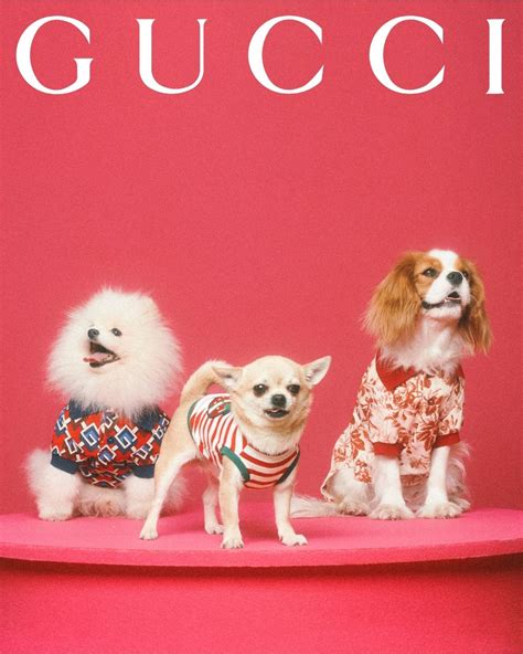 gucci puppy|Gucci dog collection.